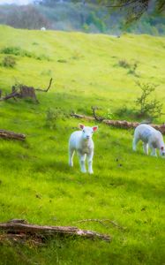 Preview wallpaper sheep, lambs, animals, meadow