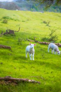 Preview wallpaper sheep, lambs, animals, meadow