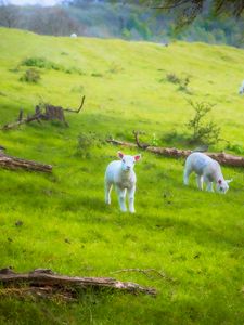 Preview wallpaper sheep, lambs, animals, meadow