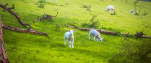 Preview wallpaper sheep, lambs, animals, meadow