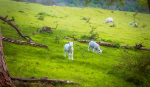 Preview wallpaper sheep, lambs, animals, meadow