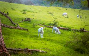 Preview wallpaper sheep, lambs, animals, meadow