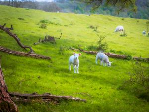 Preview wallpaper sheep, lambs, animals, meadow