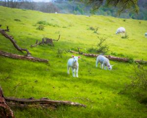 Preview wallpaper sheep, lambs, animals, meadow