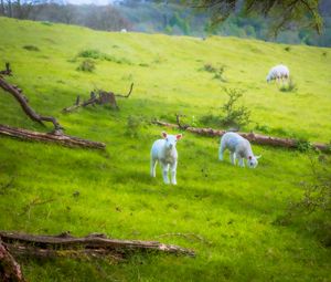 Preview wallpaper sheep, lambs, animals, meadow