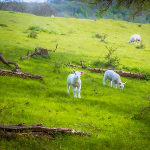 Preview wallpaper sheep, lambs, animals, meadow