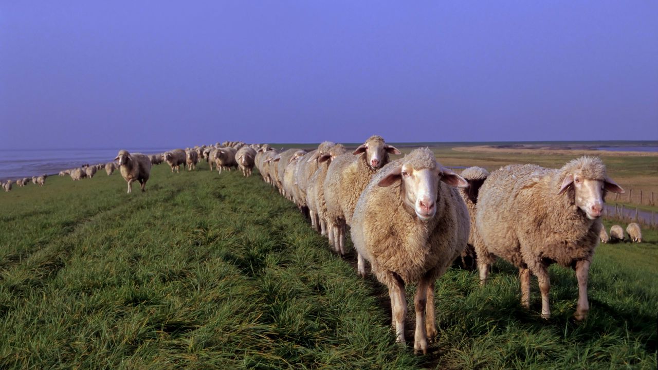 Wallpaper sheep, meadow, grass