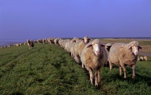 Preview wallpaper sheep, meadow, grass