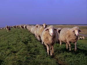 Preview wallpaper sheep, meadow, grass