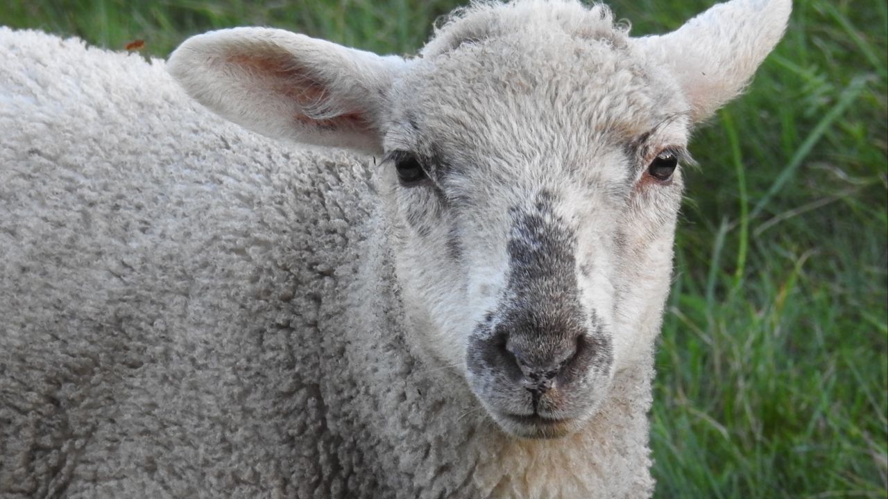 Wallpaper sheep, muzzle, curly