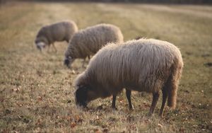Preview wallpaper sheep, pasture, farm