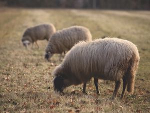 Preview wallpaper sheep, pasture, farm