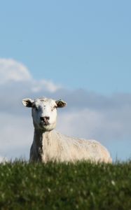 Preview wallpaper sheep, pasture, meadow, farm