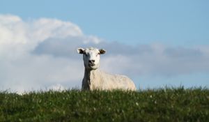 Preview wallpaper sheep, pasture, meadow, farm