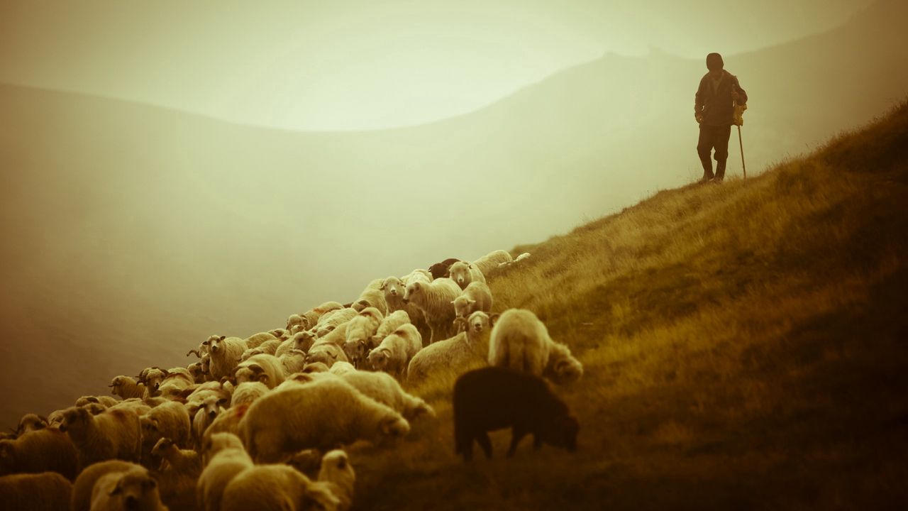 Wallpaper sheep, shepherd, pasture, field, fog