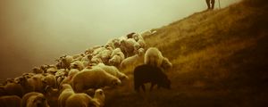 Preview wallpaper sheep, shepherd, pasture, field, fog