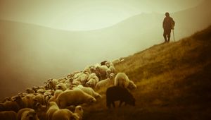 Preview wallpaper sheep, shepherd, pasture, field, fog