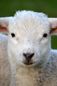 Preview wallpaper sheep, snout, eyes, curls