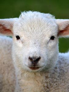Preview wallpaper sheep, snout, eyes, curls