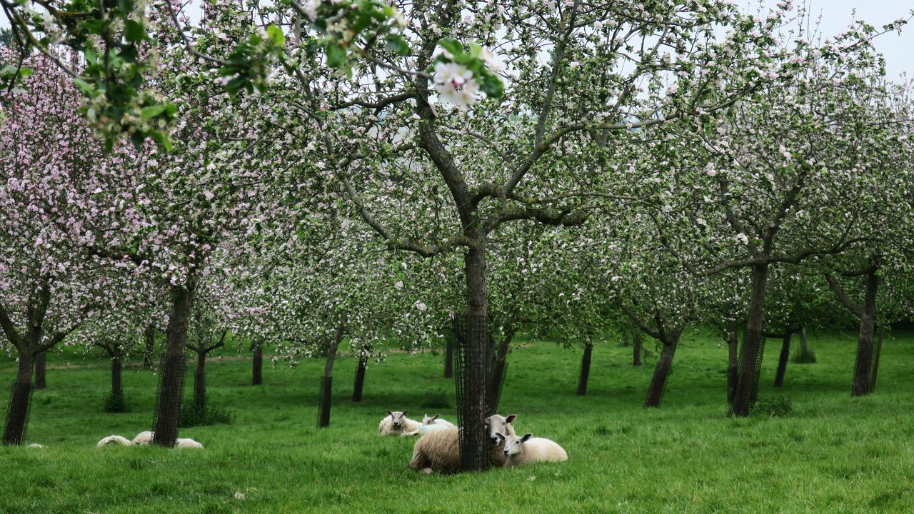 Wallpaper sheep, trees, flowers, meadow, nature