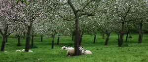 Preview wallpaper sheep, trees, flowers, meadow, nature