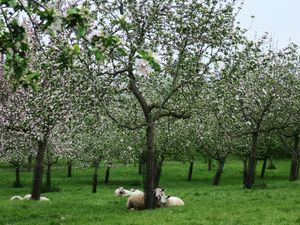 Preview wallpaper sheep, trees, flowers, meadow, nature