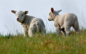 Preview wallpaper sheep, two, grass