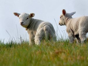 Preview wallpaper sheep, two, grass