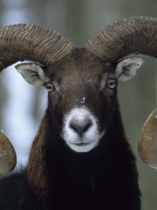 Preview wallpaper sheep, winter, horns