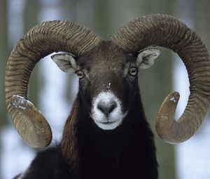 Preview wallpaper sheep, winter, horns