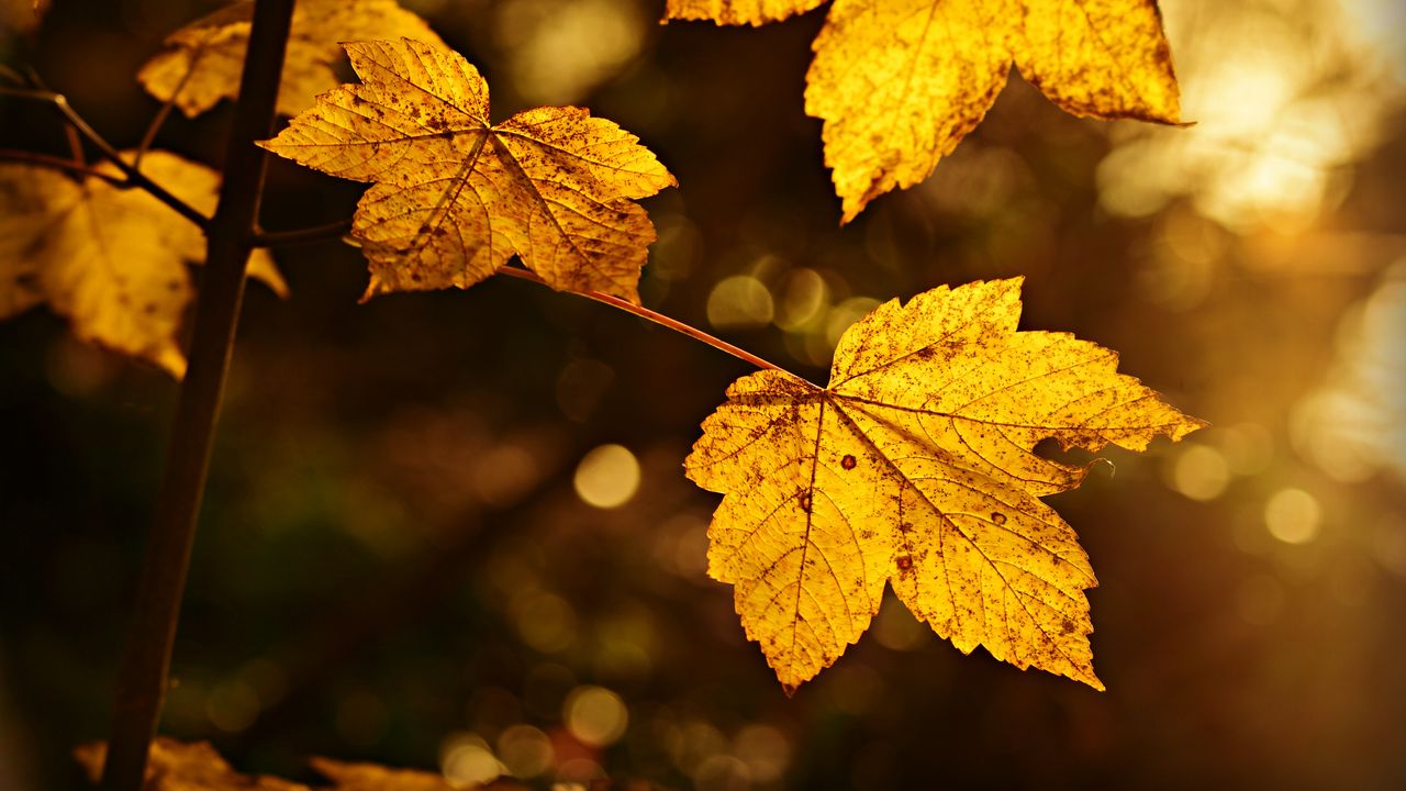 Wallpaper sheet, autumn, branch, blur