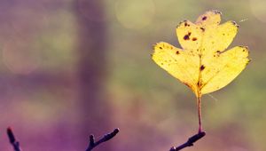 Preview wallpaper sheet, autumn, branch, web, bright, yellow