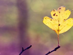 Preview wallpaper sheet, autumn, branch, web, bright, yellow