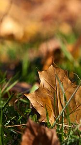 Preview wallpaper sheet, autumn, grass, maple