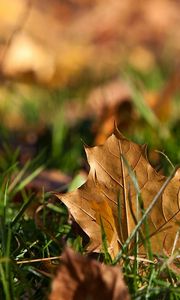 Preview wallpaper sheet, autumn, grass, maple