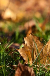 Preview wallpaper sheet, autumn, grass, maple