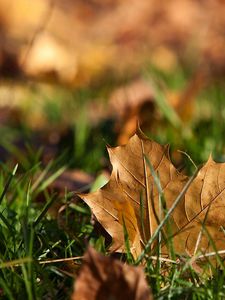 Preview wallpaper sheet, autumn, grass, maple