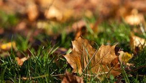 Preview wallpaper sheet, autumn, grass, maple