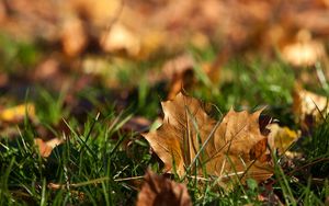 Preview wallpaper sheet, autumn, grass, maple