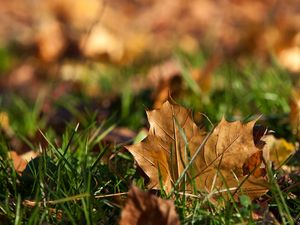 Preview wallpaper sheet, autumn, grass, maple