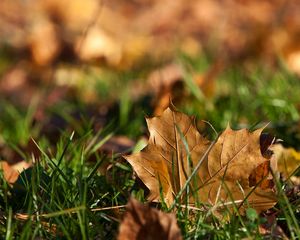 Preview wallpaper sheet, autumn, grass, maple