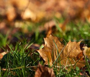 Preview wallpaper sheet, autumn, grass, maple