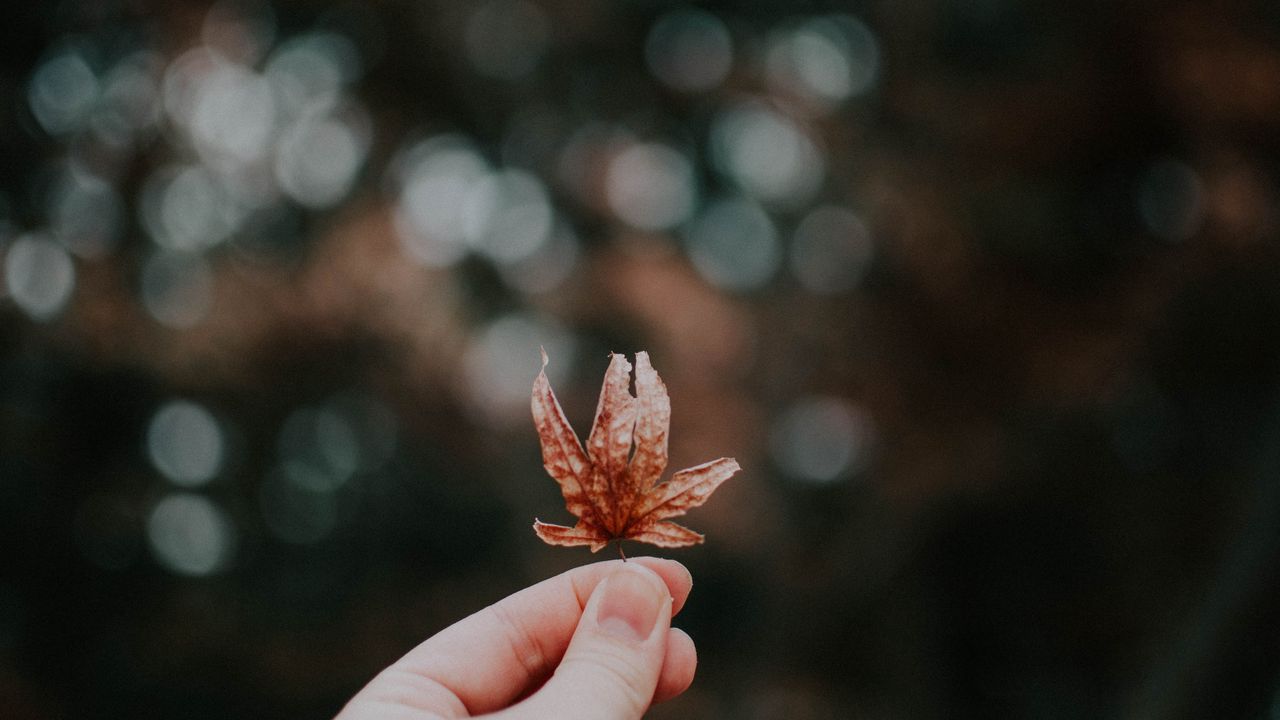 Wallpaper sheet, autumn, hand, blur, bokeh, glare