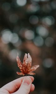 Preview wallpaper sheet, autumn, hand, blur, bokeh, glare