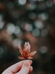 Preview wallpaper sheet, autumn, hand, blur, bokeh, glare