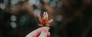 Preview wallpaper sheet, autumn, hand, blur, bokeh, glare