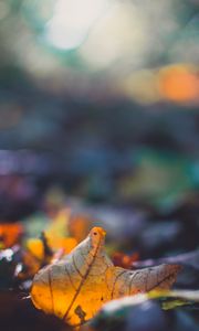 Preview wallpaper sheet, autumn, macro, fallen, blur