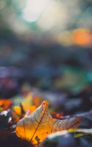 Preview wallpaper sheet, autumn, macro, fallen, blur