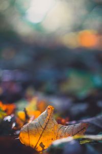 Preview wallpaper sheet, autumn, macro, fallen, blur