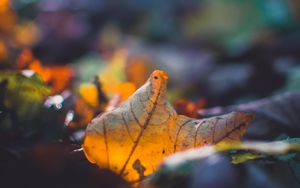 Preview wallpaper sheet, autumn, macro, fallen, blur